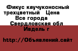 Фикус каучуконосный трехцветный › Цена ­ 500 - Все города  »    . Свердловская обл.,Ивдель г.